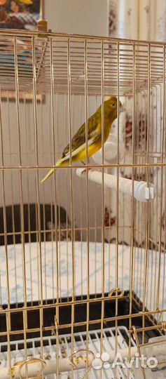 Кенар 2022 года