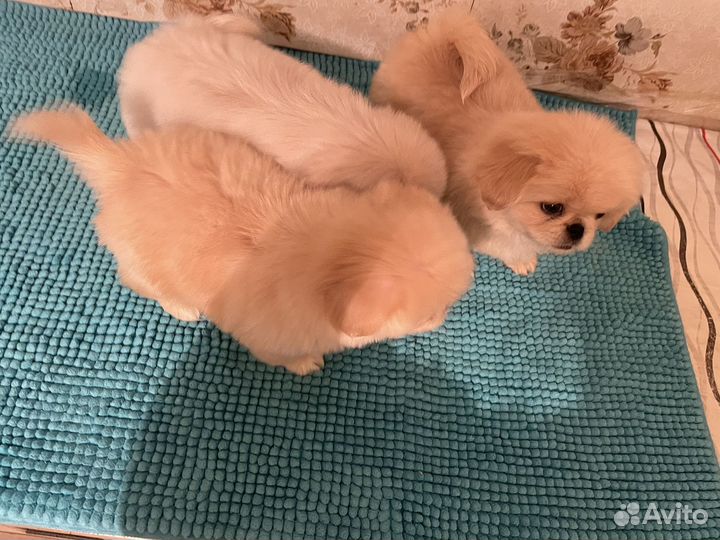 Щенки пекинеса