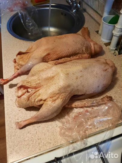 Фазан Гусь. Пепепела Индейка Куры