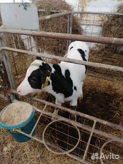 Телята бычки