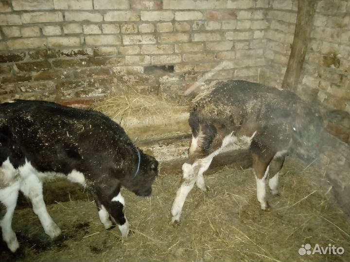 Бычки и телки