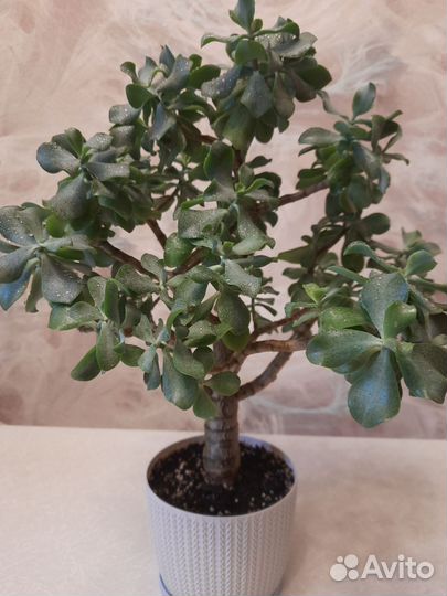 Толстянка кудрявая