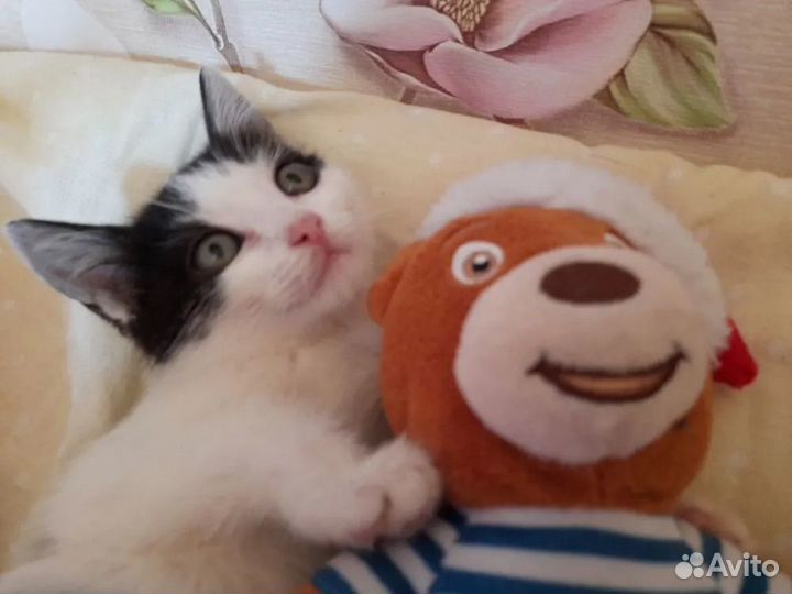 В добрые руки