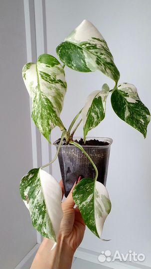 Монстера альба