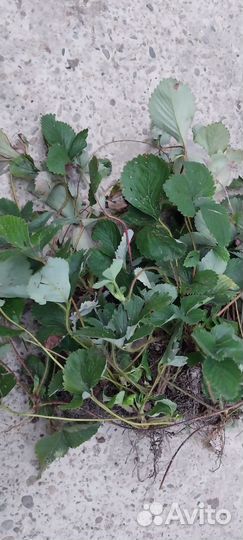 Рассада клубники