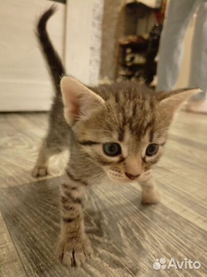 Котики бесплатно