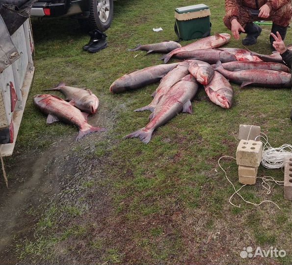 Живая рыба толстолобик