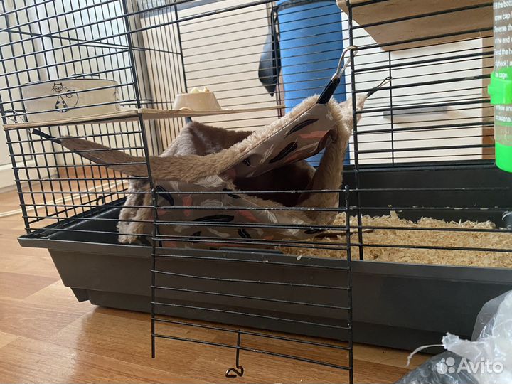 Крыса дамбо