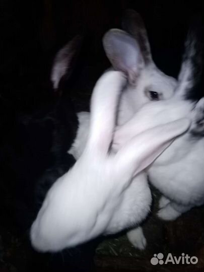 Кролики годовалые