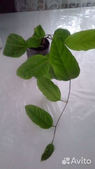 Циссус или комнатный виноград