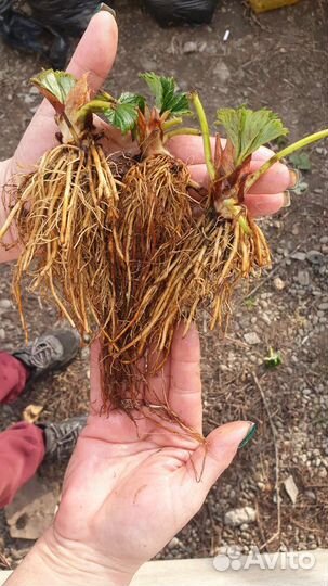 Клубника фриго и Ежевика Натчес