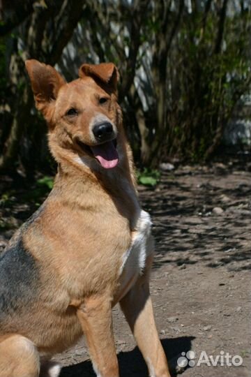 Неунывающий Джек, ждет свою семью