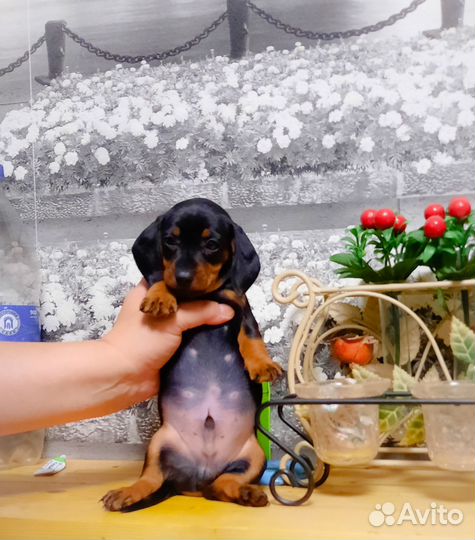 Такса,мальчик