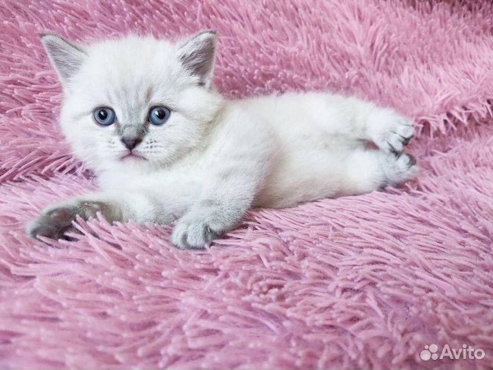 Британские котята