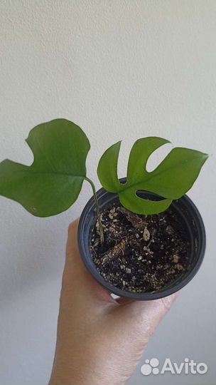 Ароидные, замиакулькас Зензи