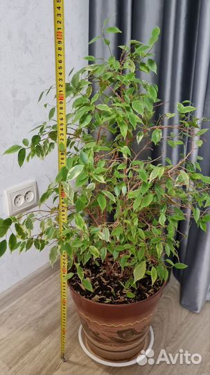 Фикус Бенджамина