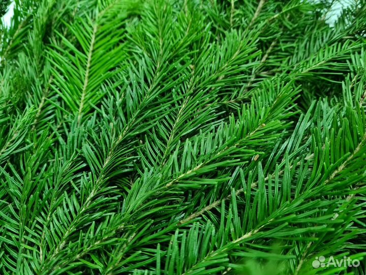 Веники для бани дуб, берёза, пихта, липа, эвкалипт