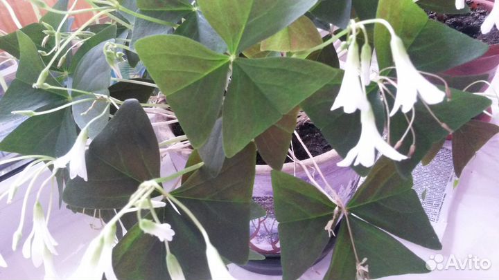 Комнатные растения цветы