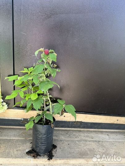 Малина оптом и в розницу