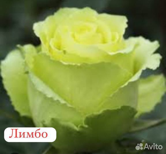 Розы многолетние