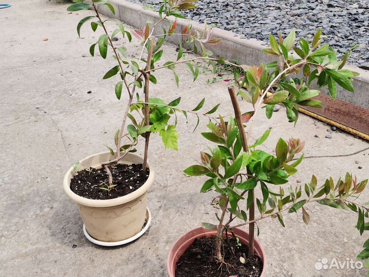 Калистемон