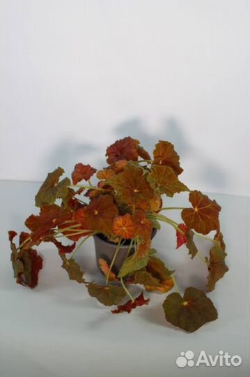 Бегония рекс Beleaf