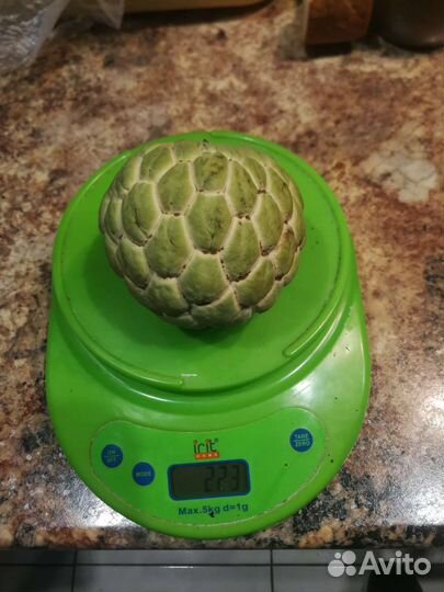 Анона чешуйчатая или сахарное яблоко