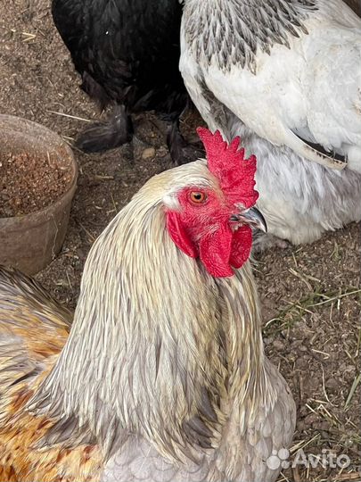 Петух породы Брама