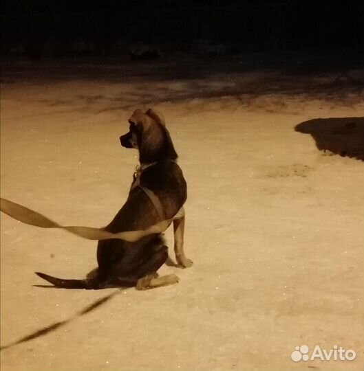 Собачку в добрые руки