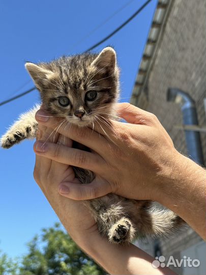 Отдам котят в добрые руки