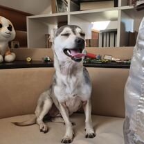 Взрослая собака в добрые руки