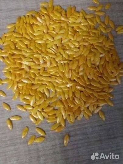 Семена удивительного гибрида огурца