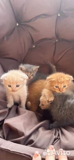 Котята британцы