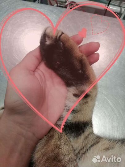 Ветеринарный врач на дом