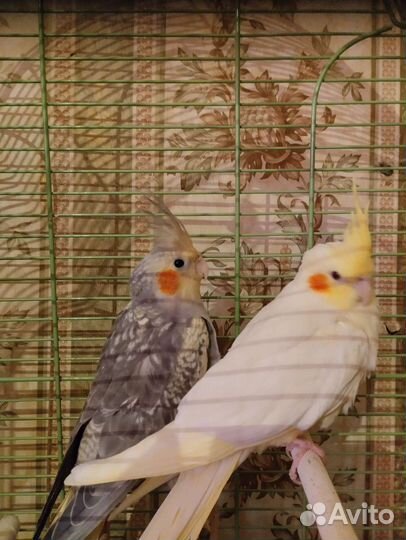 Попугай корелла