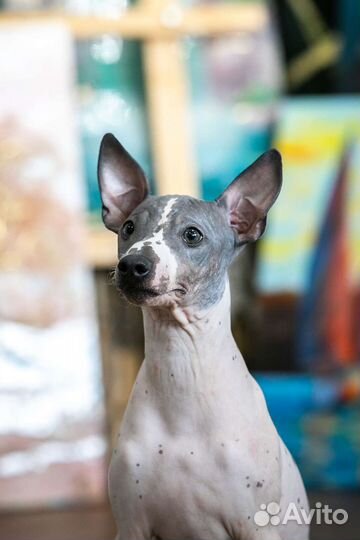 Американский голый терьер