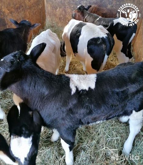 Телята бычки