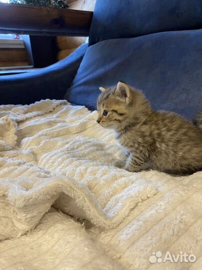 Котята Вискас