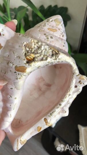 Ракушка декоративная