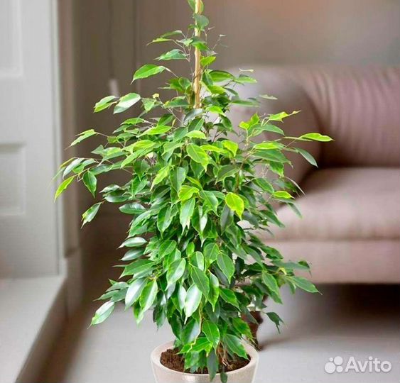 Комнатные растения