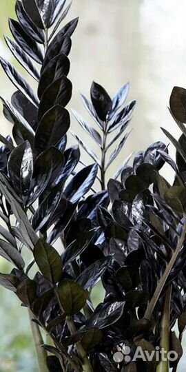 Замиокулькас черный равен