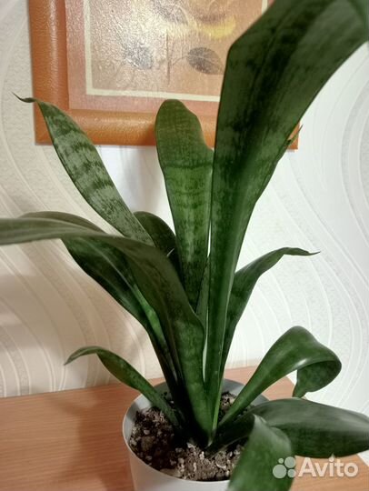 Сансевьера