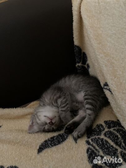 Котята крысоловы