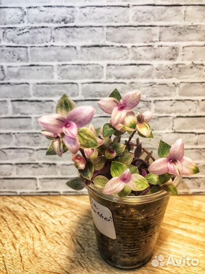 Каллизия (5 сортов) Розовая пантера комнатные цвет