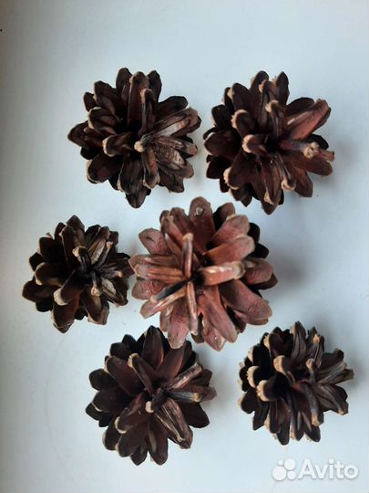 Шишки сосновые