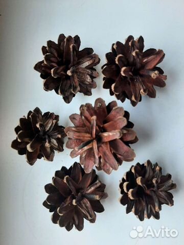 Шишки сосновые