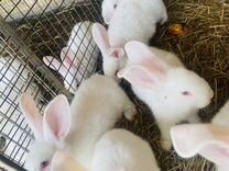 Кролики белый паннон