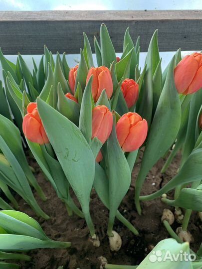 Луковицы тюльпанов после выгонки