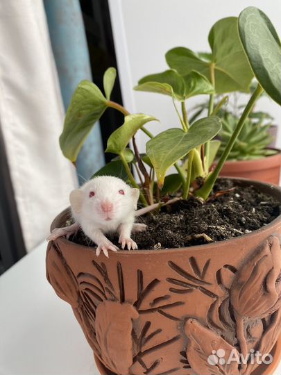 Крысята дамбо