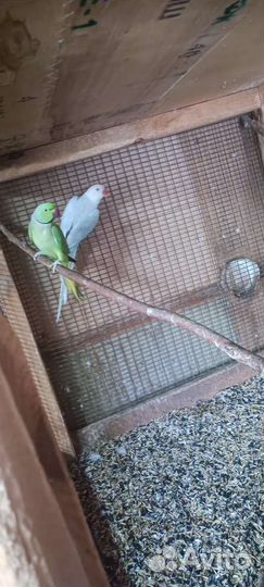 Попугай розелла